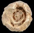 Flower-Like Sandstone Concretion - Pseudo Stromatolite #62218-1
